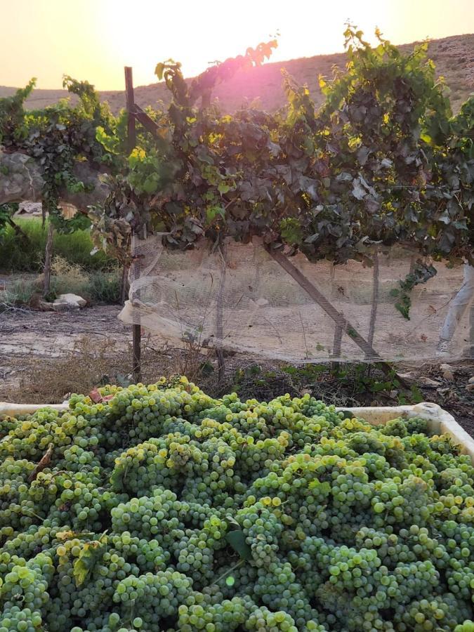 Carmey Avdat Farm Midreshet Ben Gurion エクステリア 写真